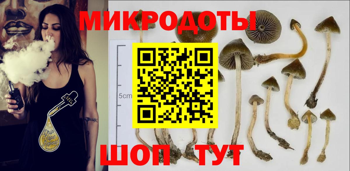 Псилоцибиновые грибы Psilocybe Тюмень